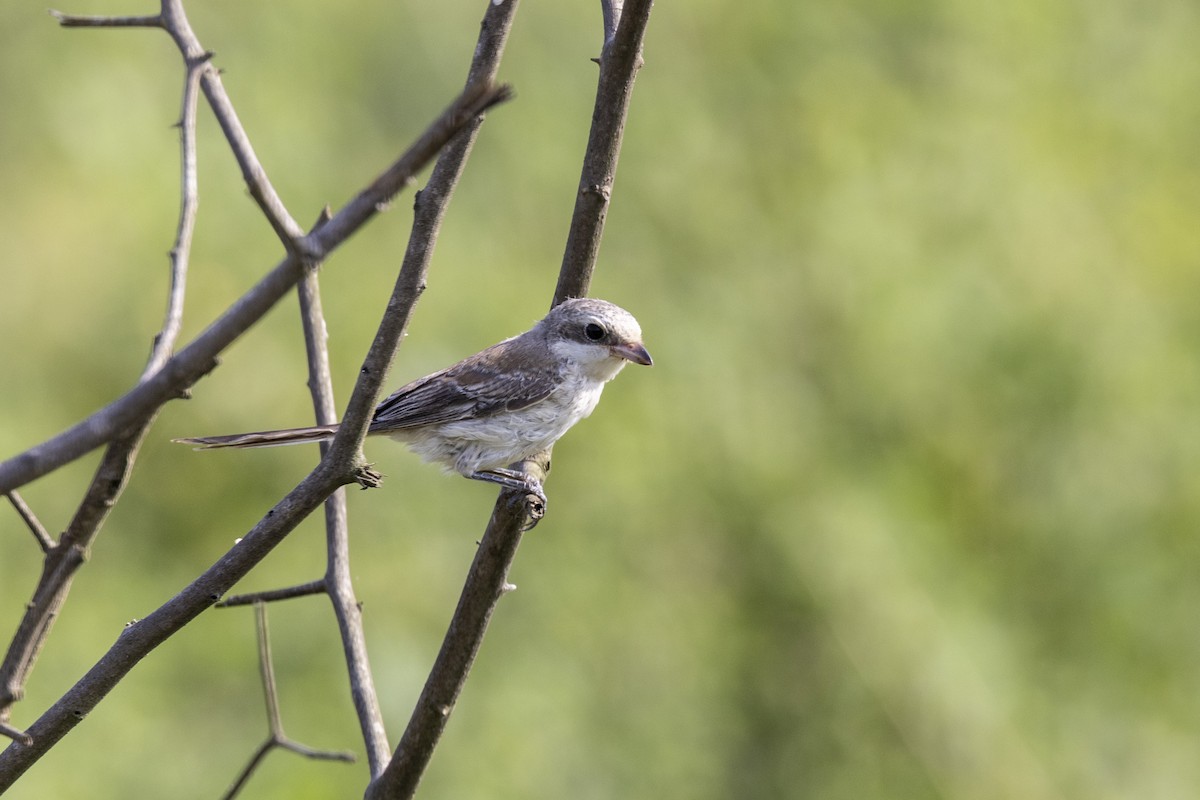 Bay-backed Shrike - ML643218457