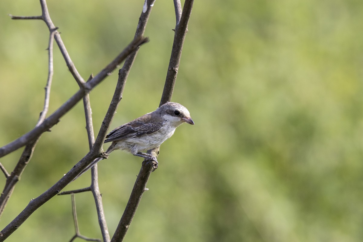 Bay-backed Shrike - ML643218458
