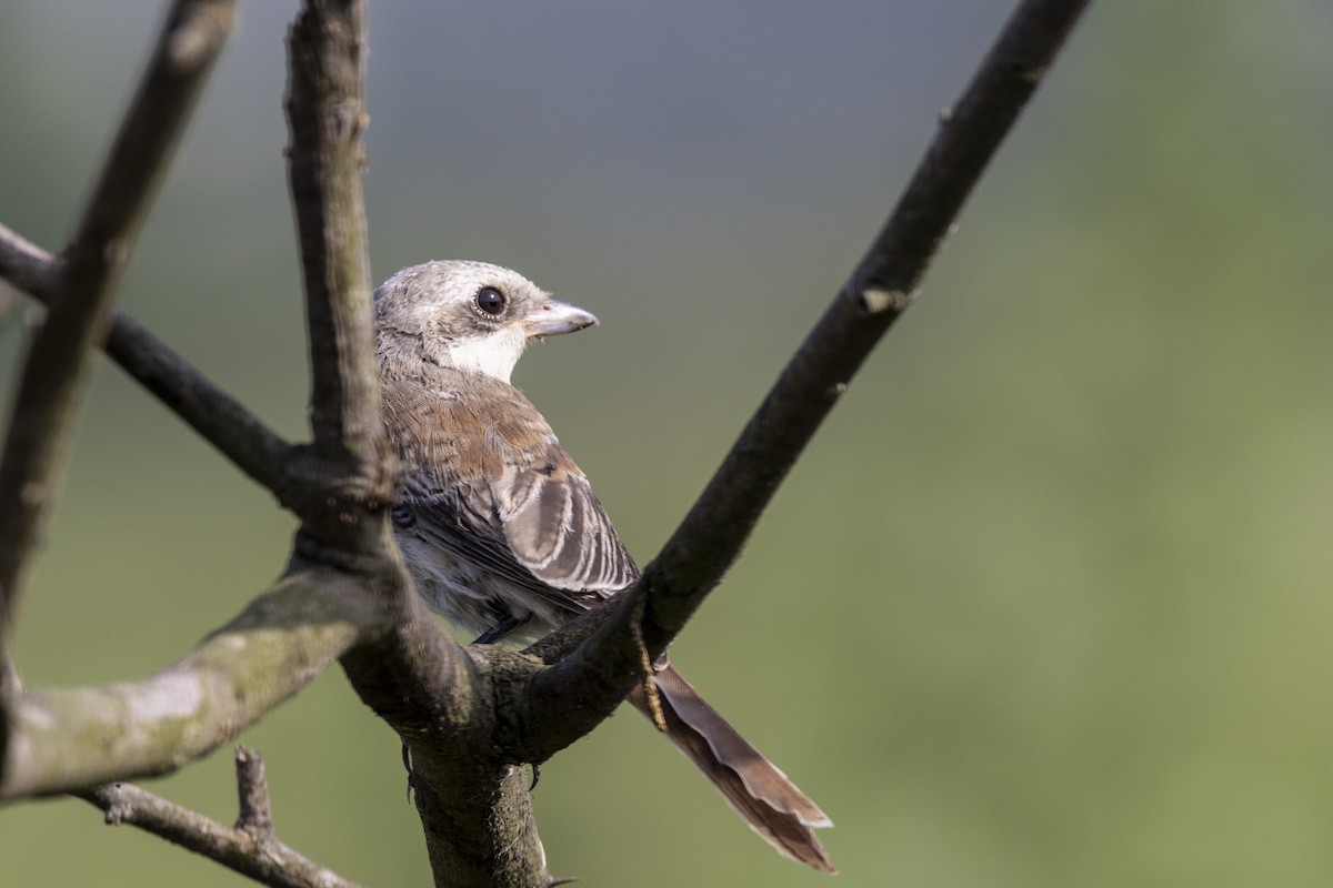 Bay-backed Shrike - ML643218459