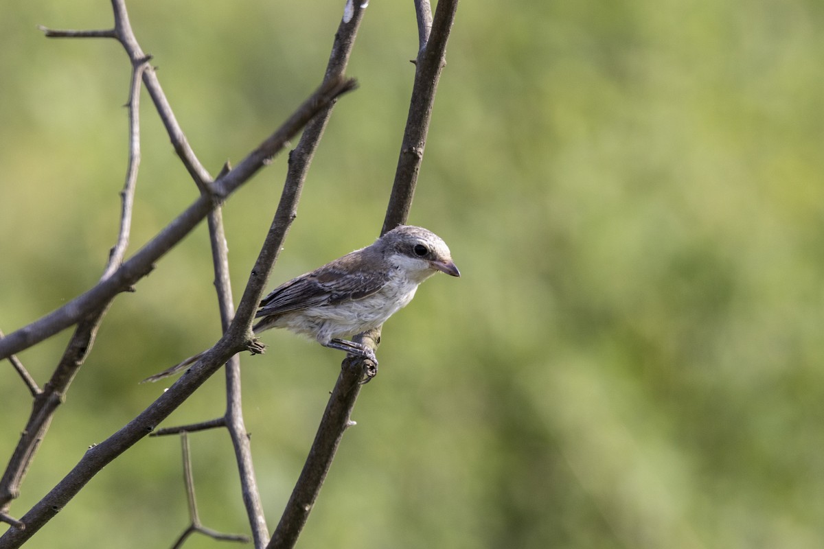 Bay-backed Shrike - ML643218460