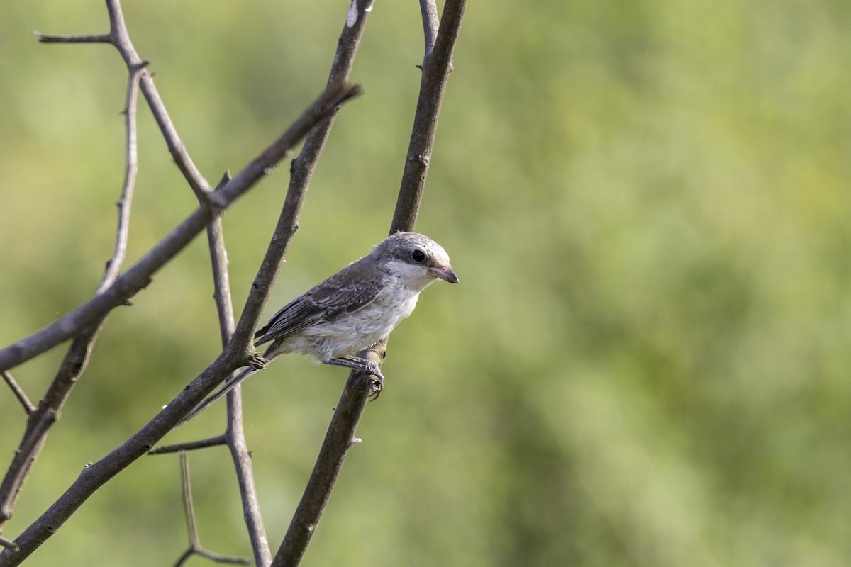 Bay-backed Shrike - ML643218461