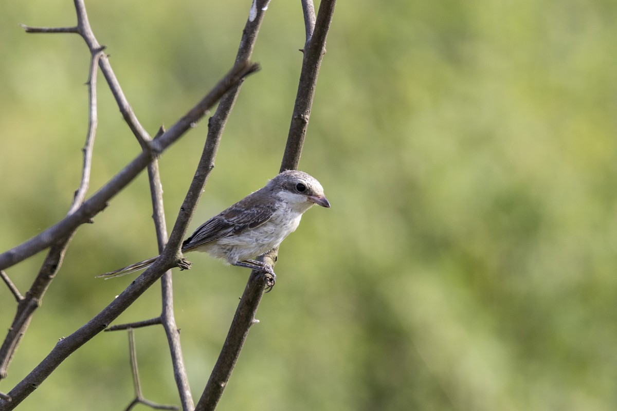 Bay-backed Shrike - ML643218462