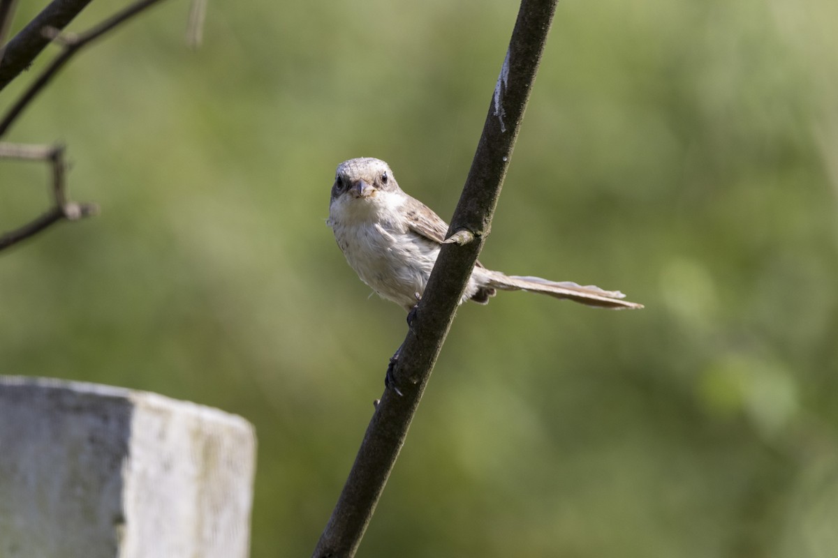 Bay-backed Shrike - ML643218463