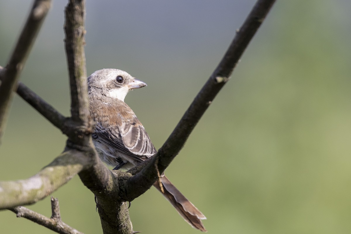 Bay-backed Shrike - ML643218464