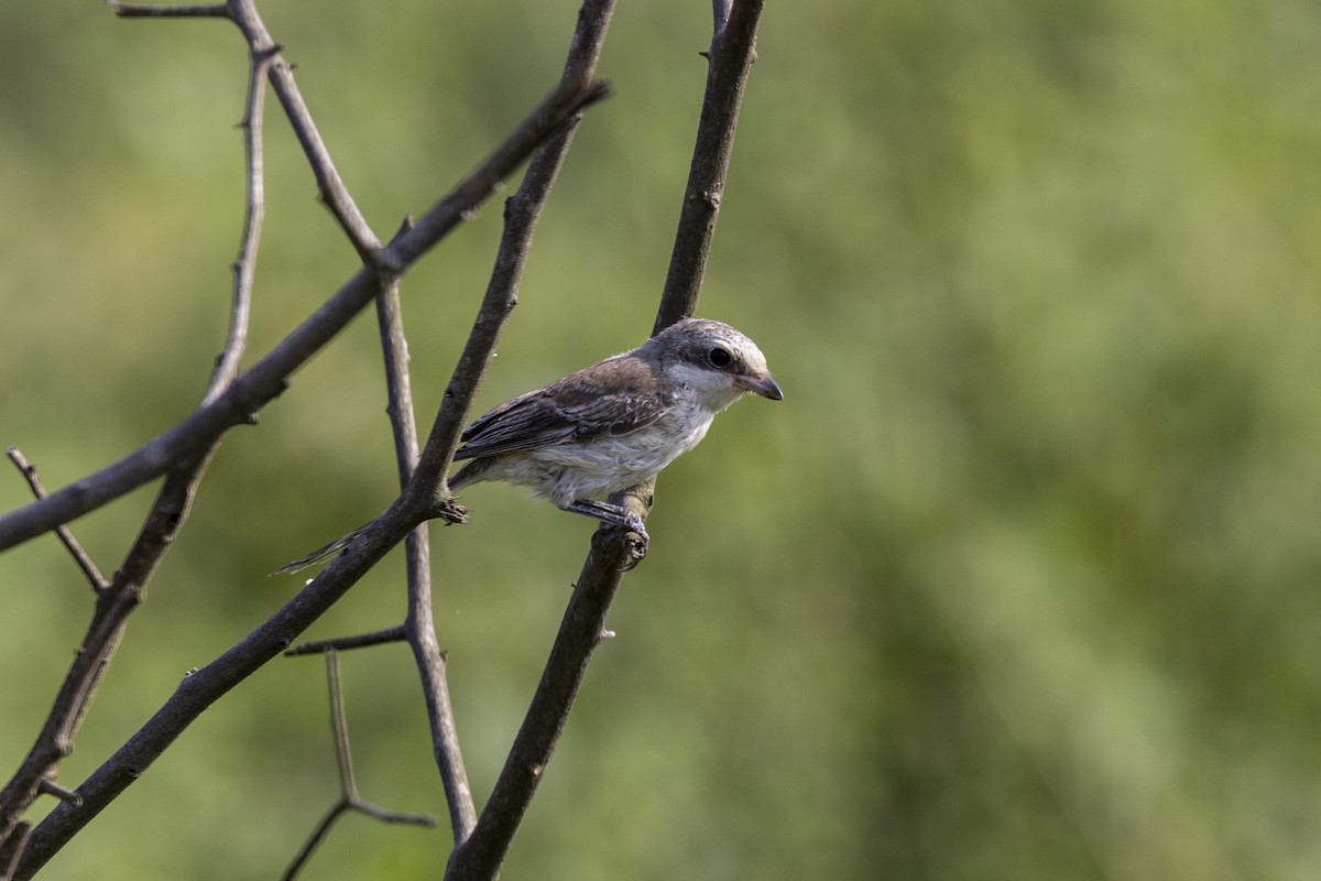 Bay-backed Shrike - ML643218465