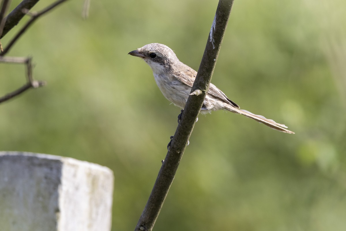 Bay-backed Shrike - ML643218467