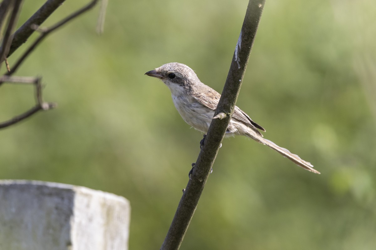 Bay-backed Shrike - ML643218468