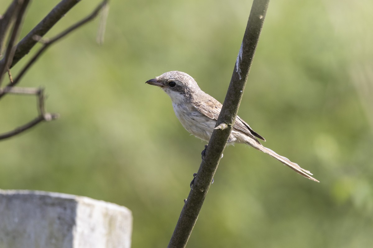 Bay-backed Shrike - ML643218469