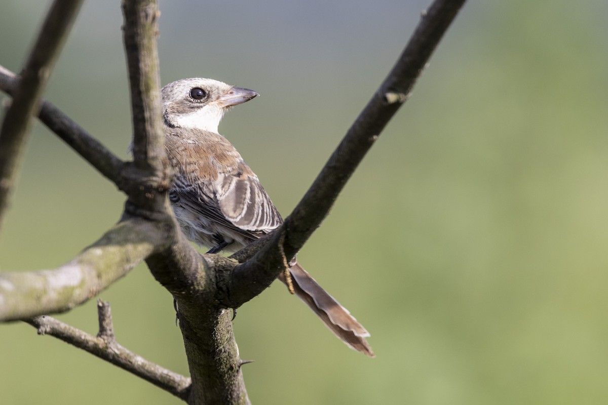 Bay-backed Shrike - ML643218471