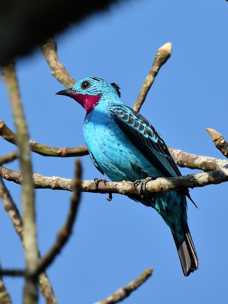 Spangled Cotinga - ML643218473