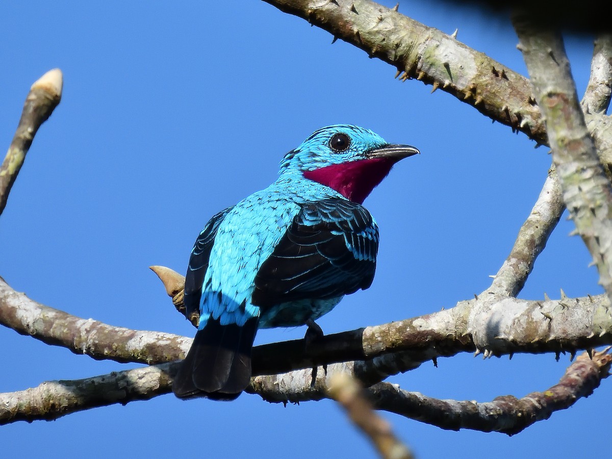 Spangled Cotinga - ML643218474
