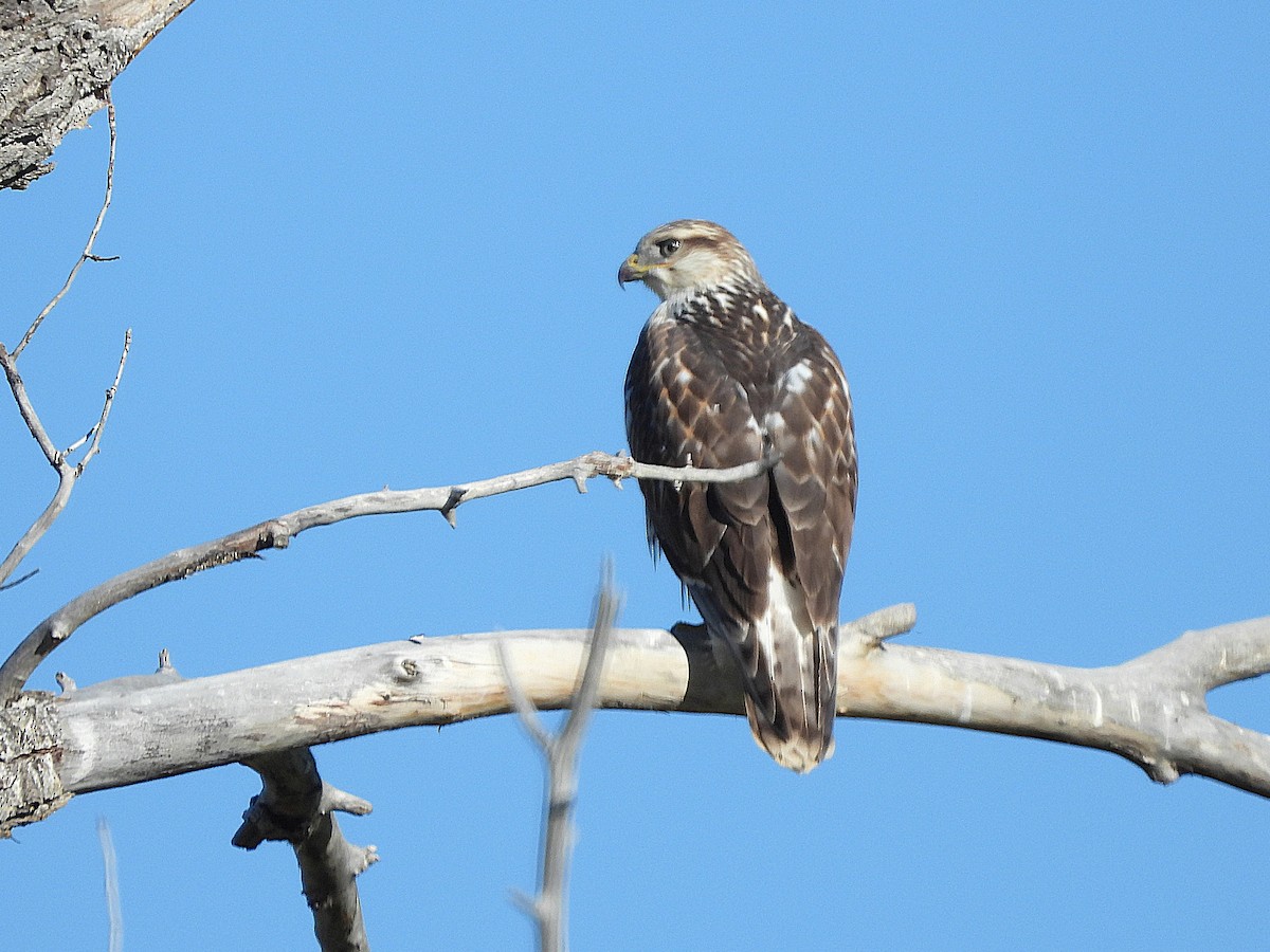 Ferruginous Hawk - ML643218490