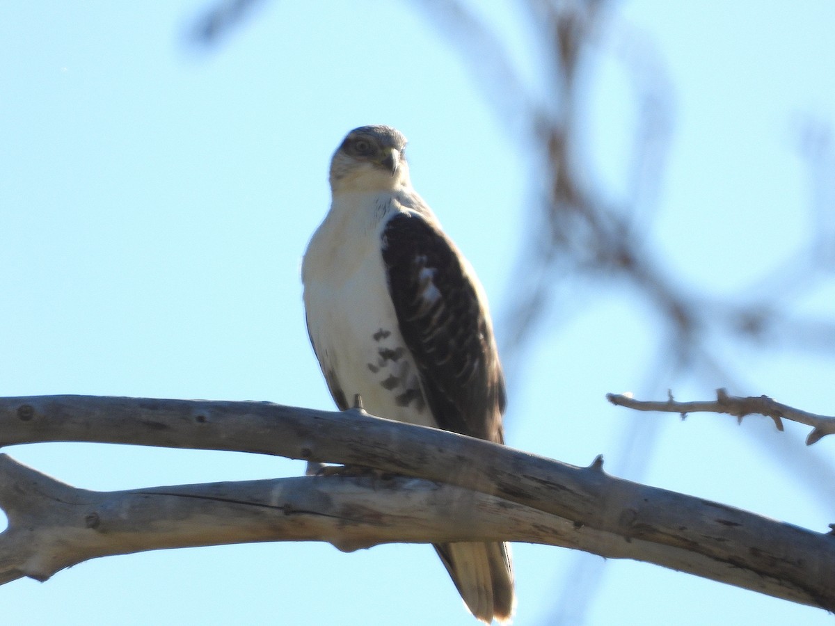 Ferruginous Hawk - ML643218491