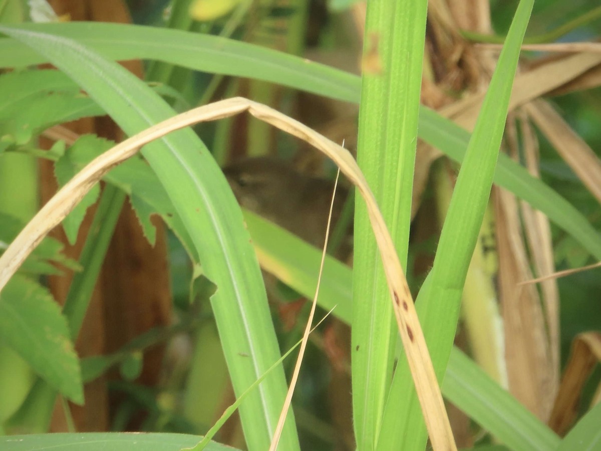 Baikal Bush Warbler - ML643218492