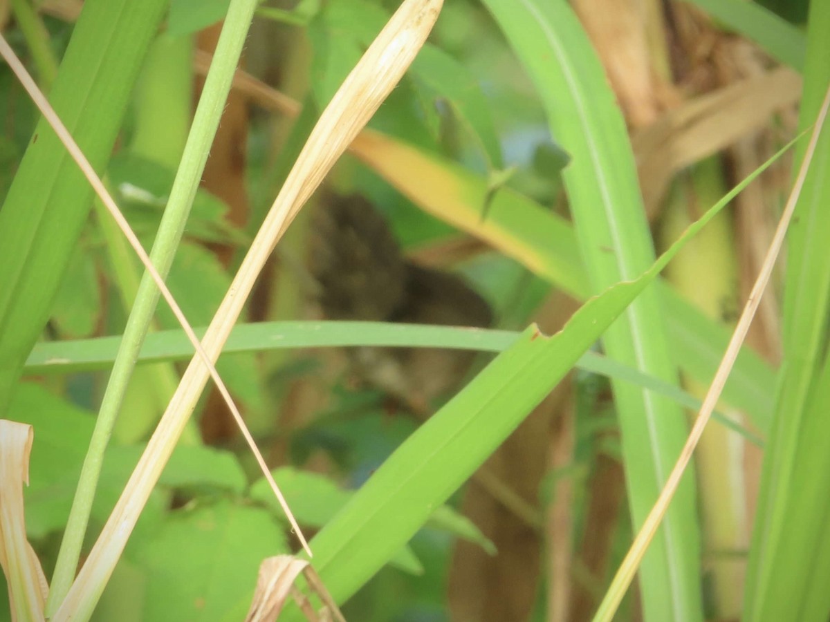 Baikal Bush Warbler - ML643218493