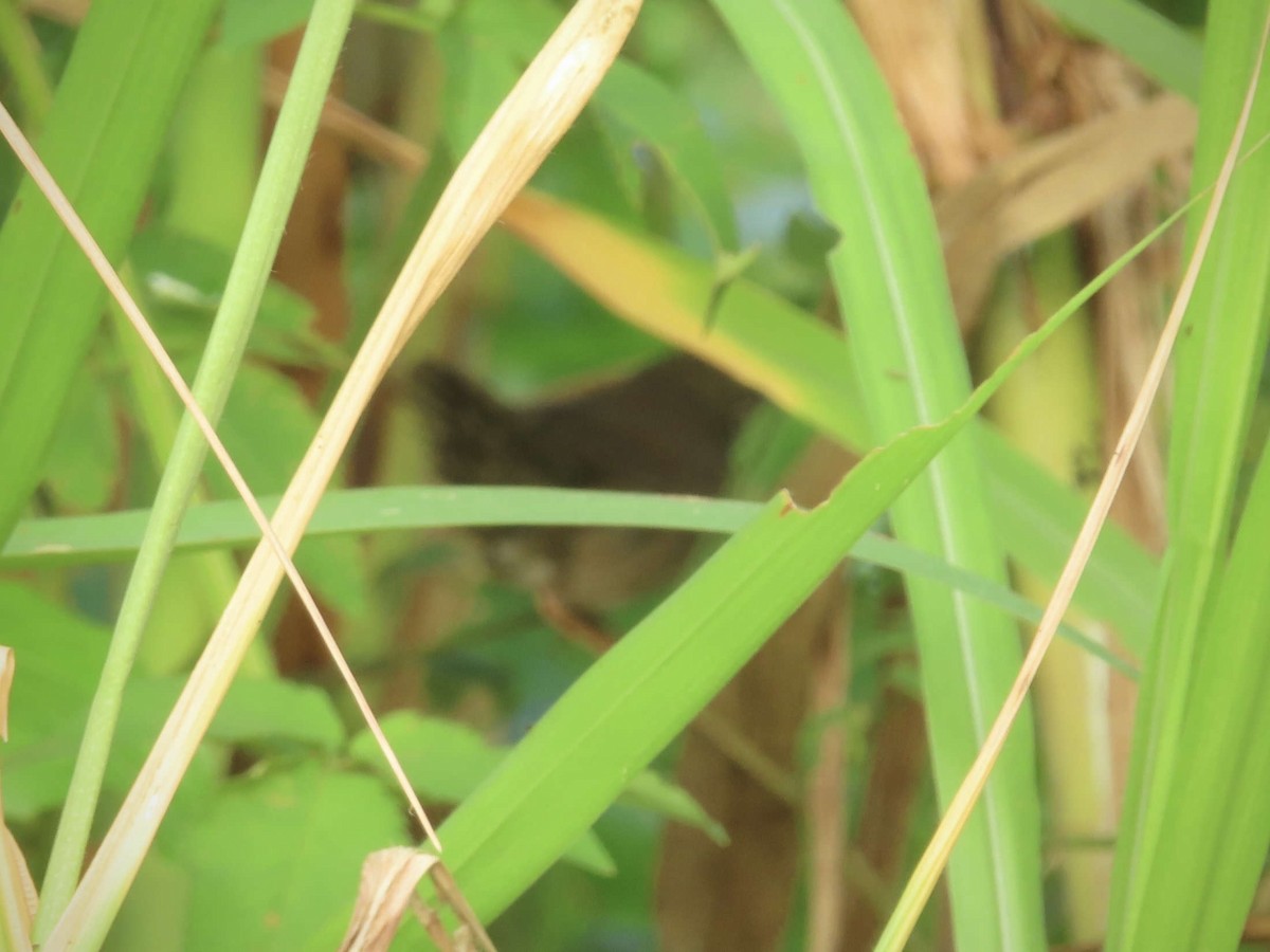 Baikal Bush Warbler - ML643218494