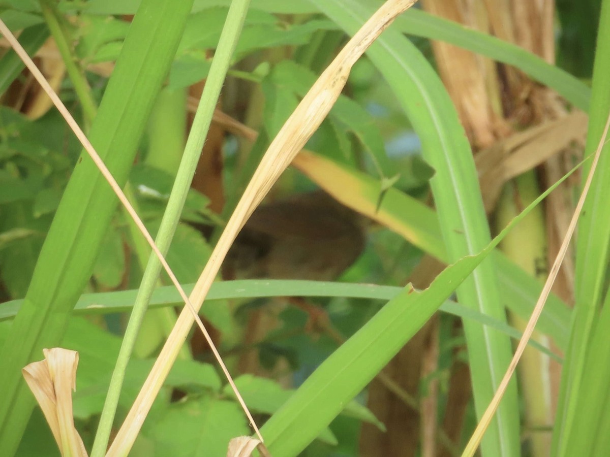 Baikal Bush Warbler - ML643218495