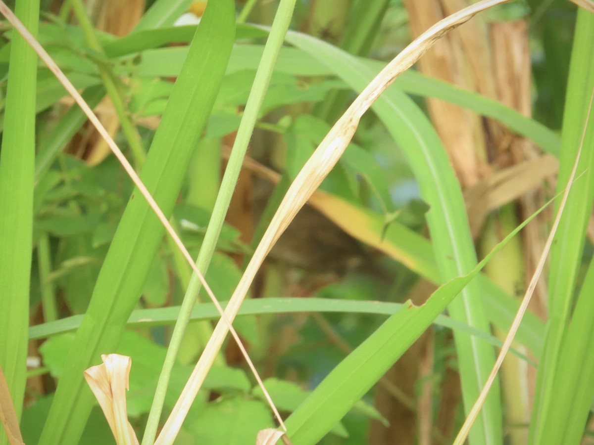 Baikal Bush Warbler - ML643218497