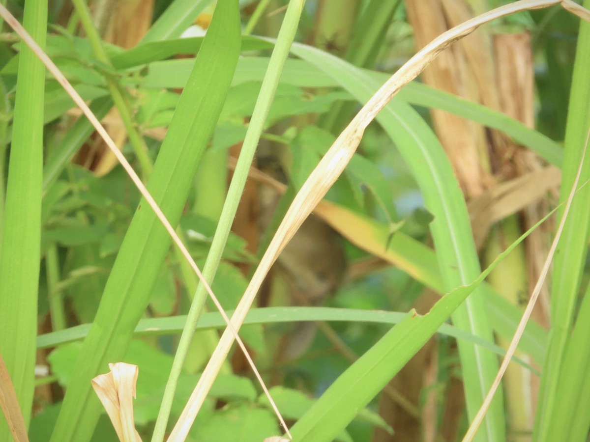 Baikal Bush Warbler - ML643218498