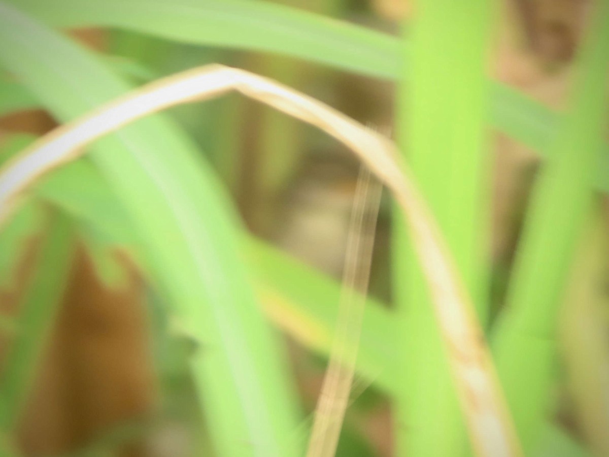 Baikal Bush Warbler - ML643218499