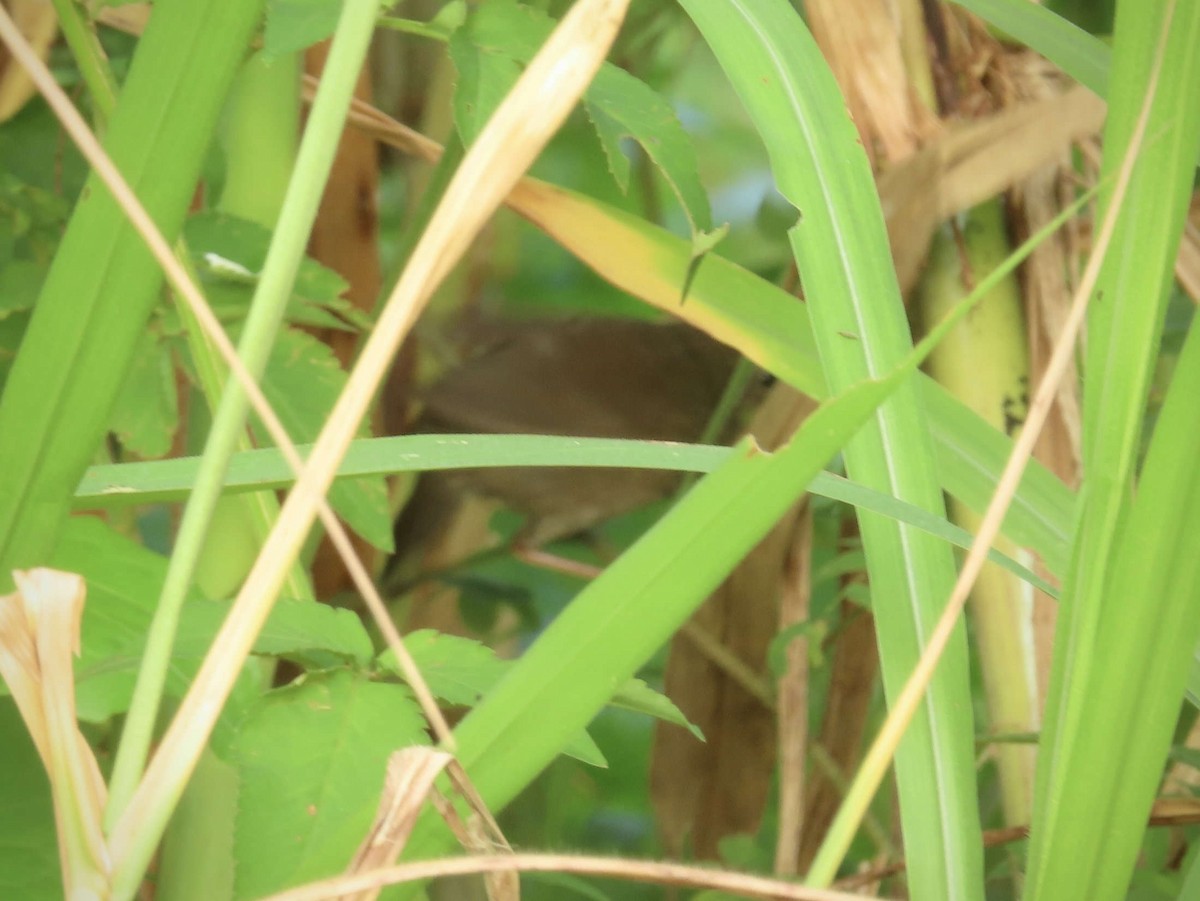 Baikal Bush Warbler - ML643218500