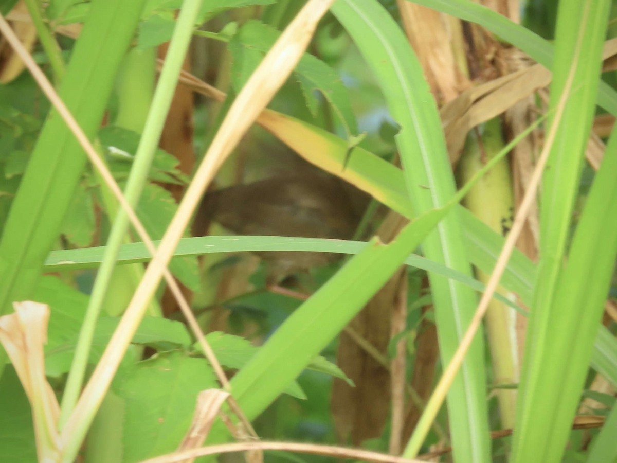 Baikal Bush Warbler - ML643218501