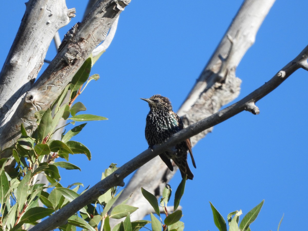 European Starling - ML643218504