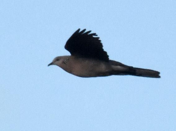 Spotted Dove - ML643218505
