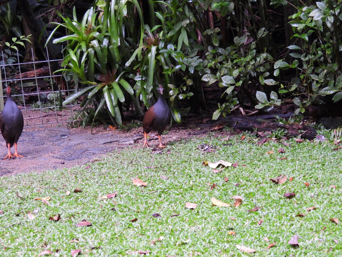 Orange-footed Megapode - ML643218507