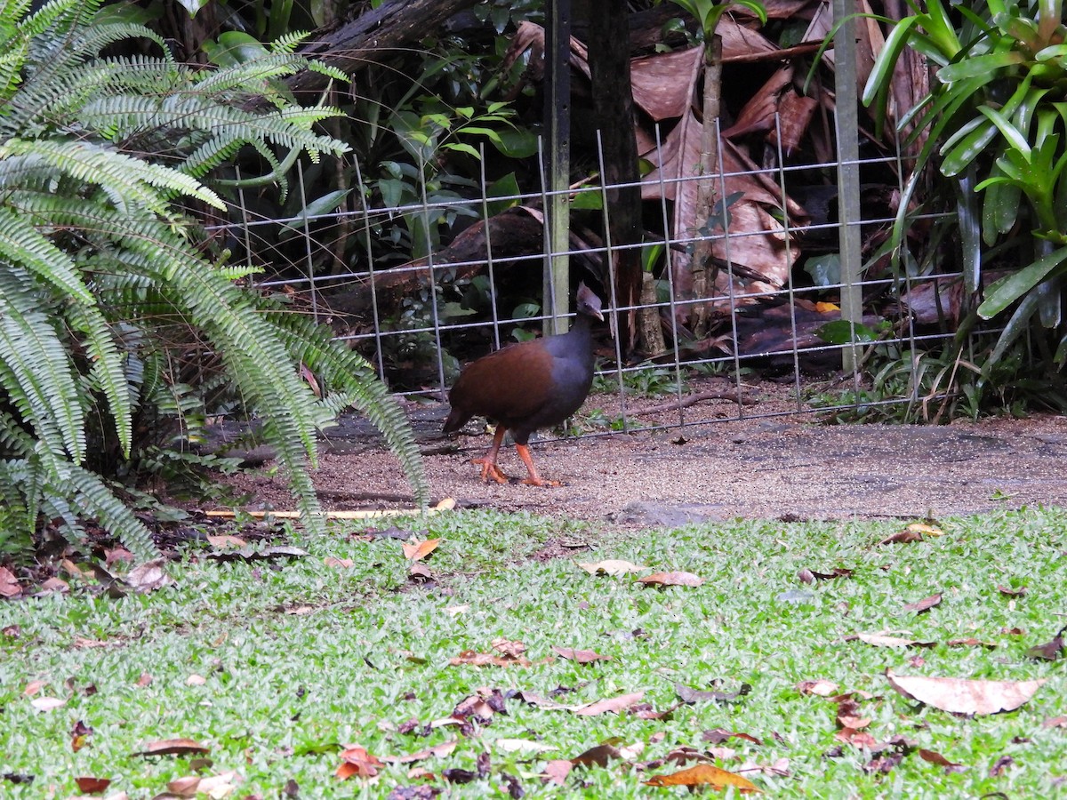 Orange-footed Megapode - ML643218508