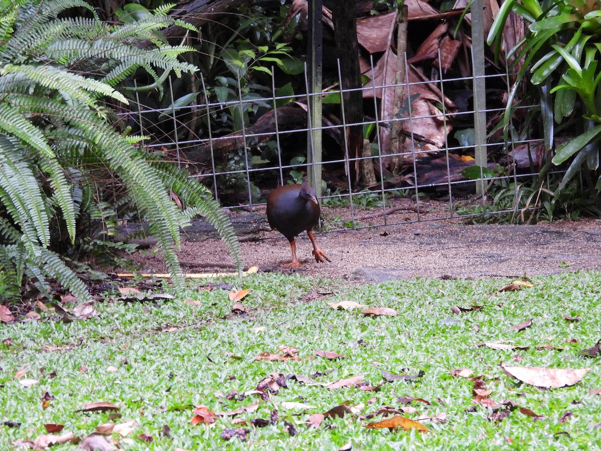 Orange-footed Megapode - ML643218509