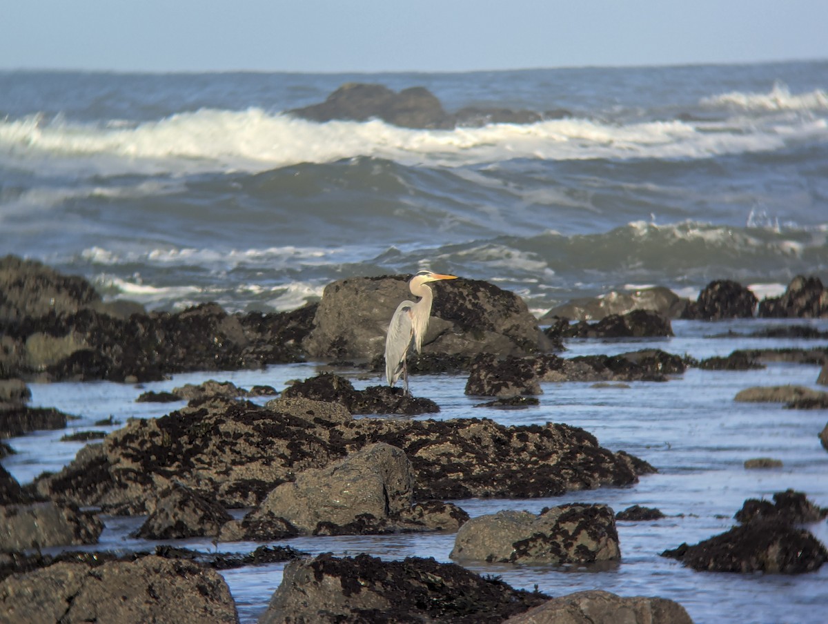 Great Blue Heron - ML643218521