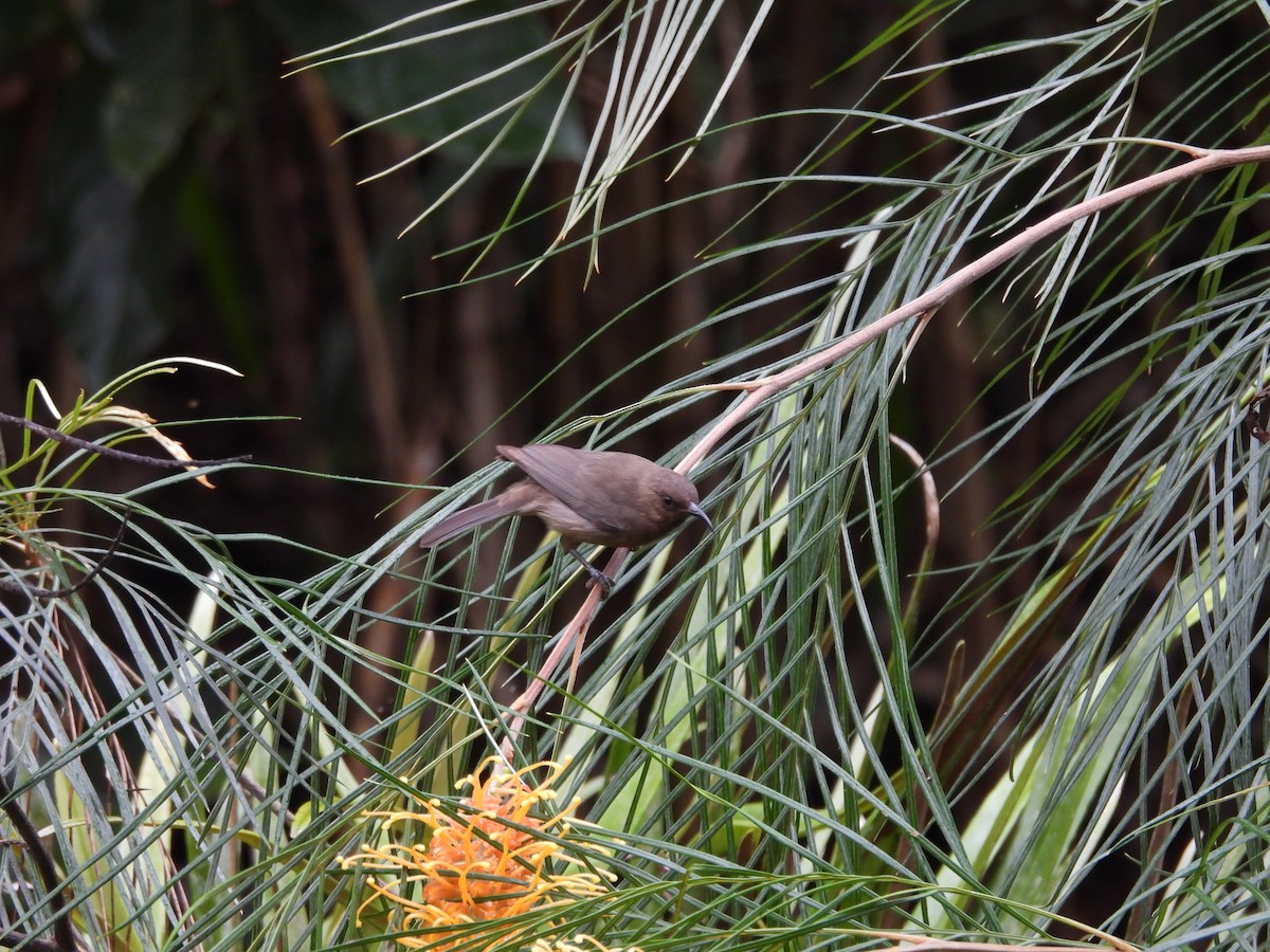 Dusky Myzomela - ML643218523