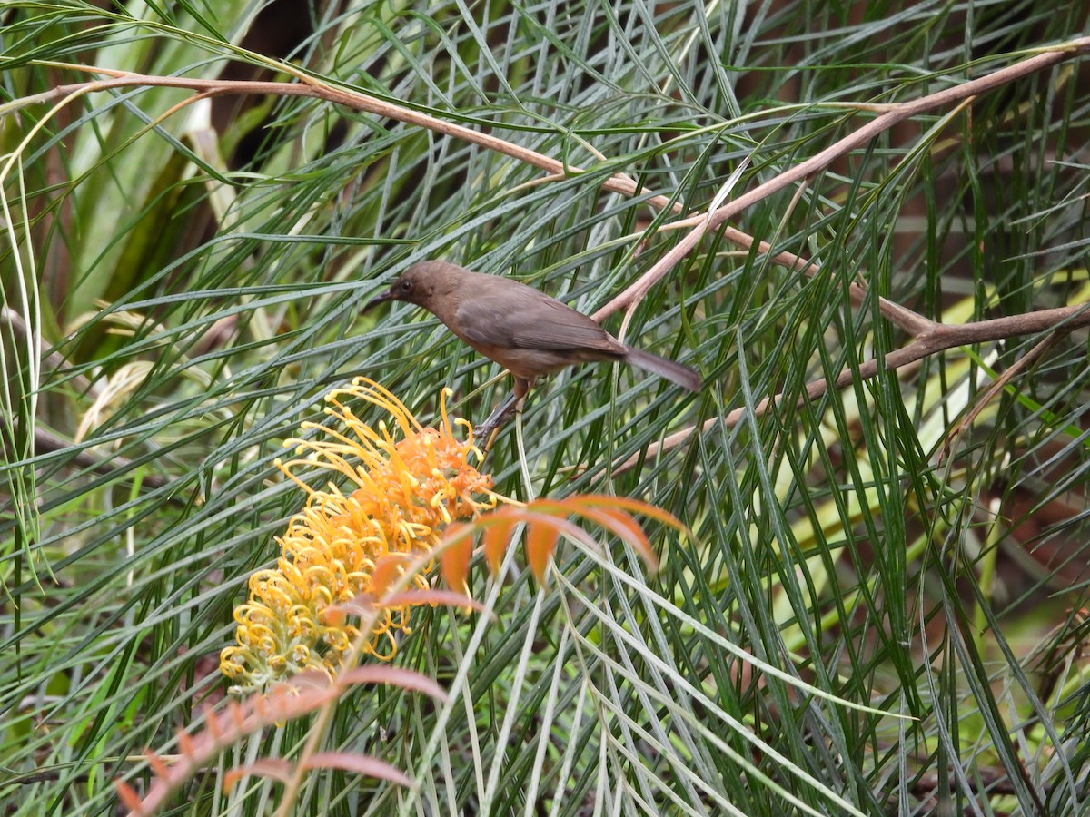 Dusky Myzomela - ML643218526