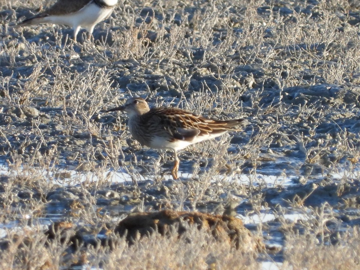 アメリカウズラシギ - ML643218537