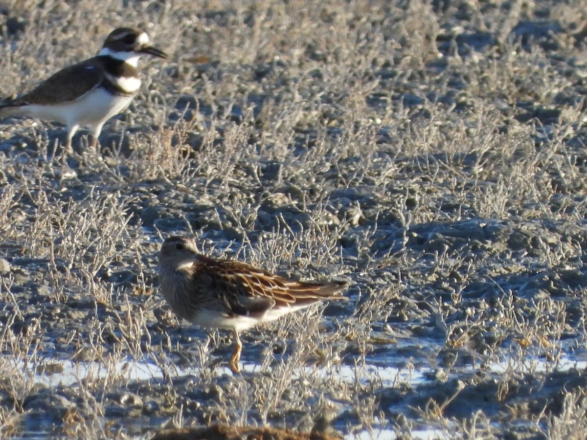アメリカウズラシギ - ML643218538
