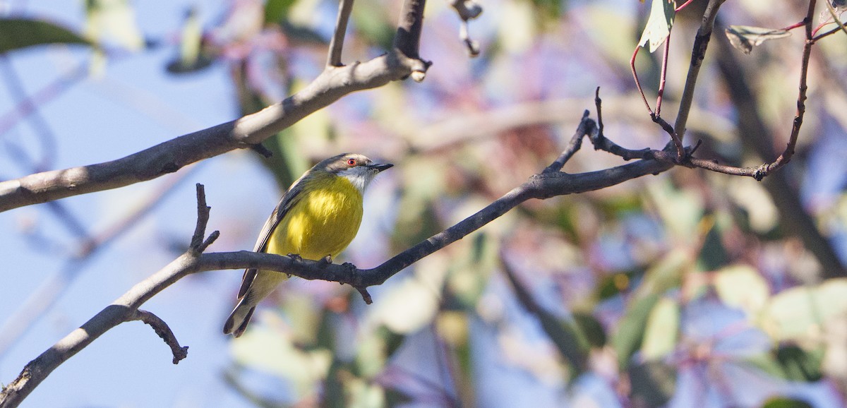 White-throated Gerygone - ML643218556