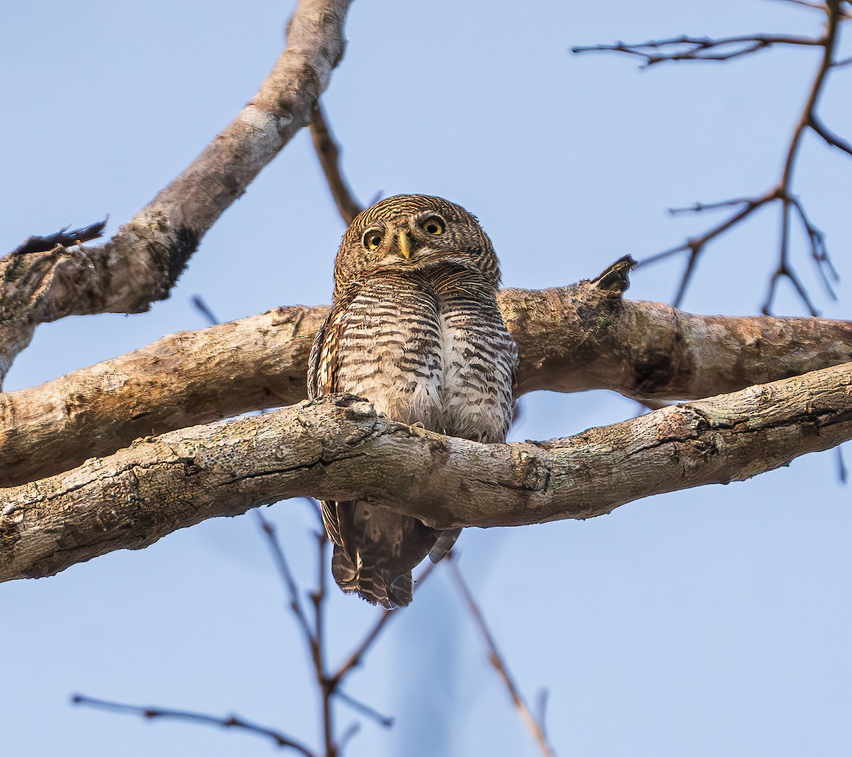 Jungle Owlet - ML643218558