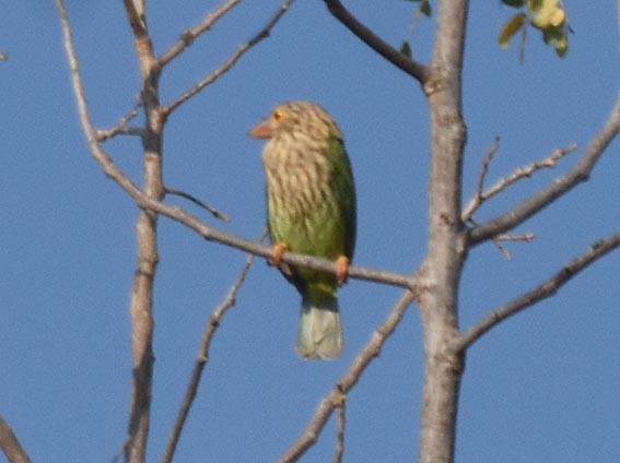 Lineated Barbet - ML643218560