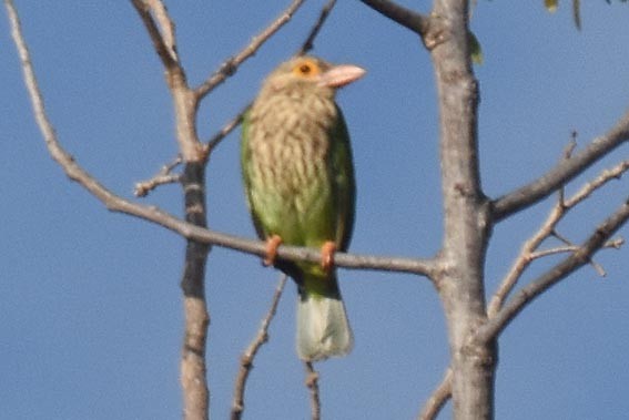 Lineated Barbet - ML643218567