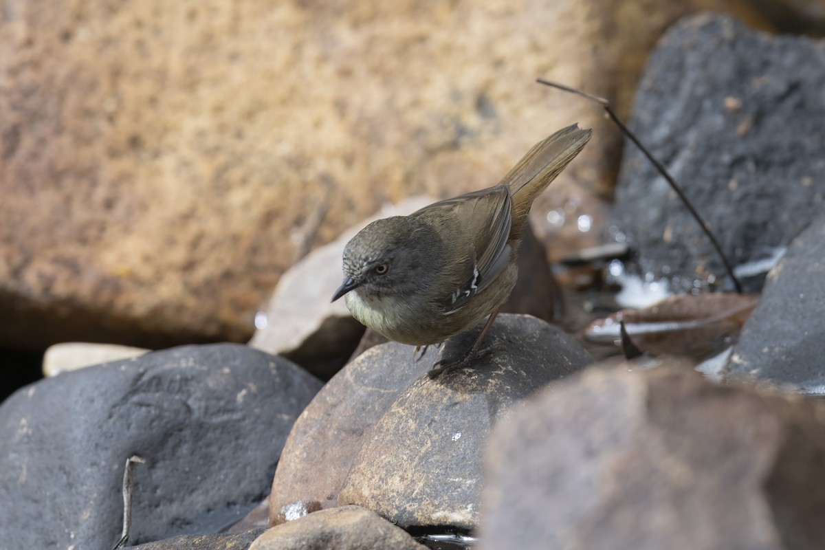 White-browed Scrubwren - ML643218573
