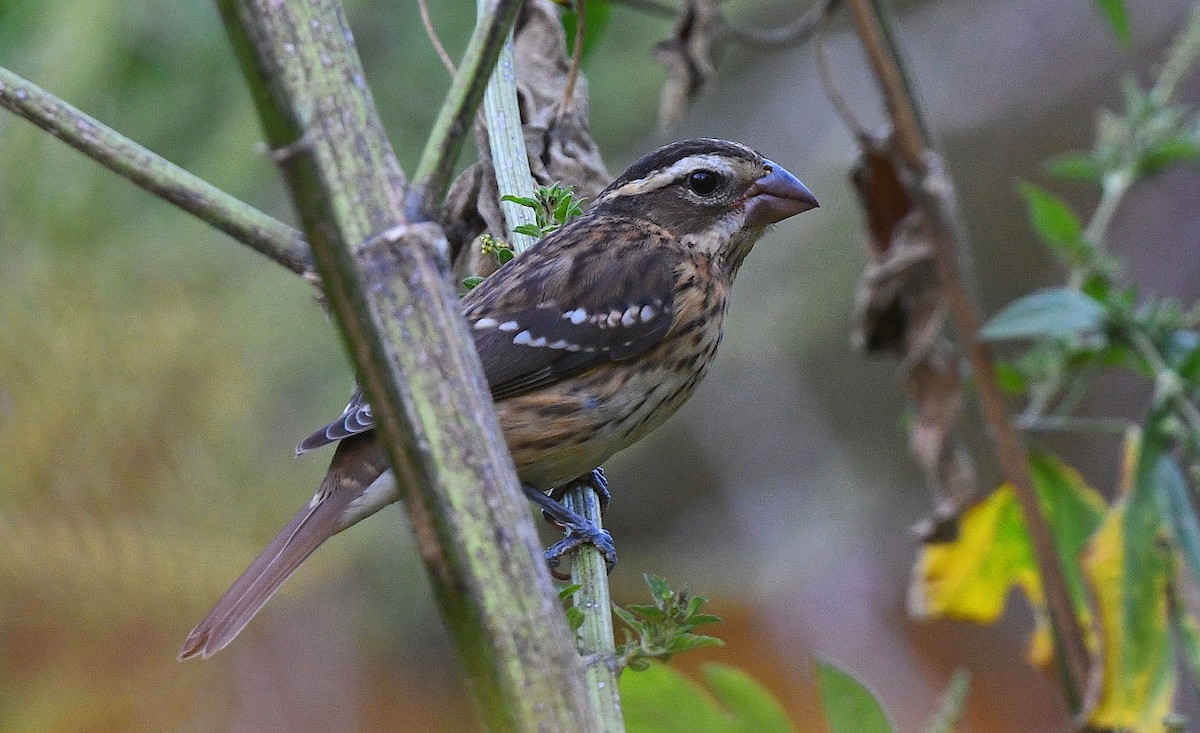 Rose-breasted Grosbeak - ML643218585