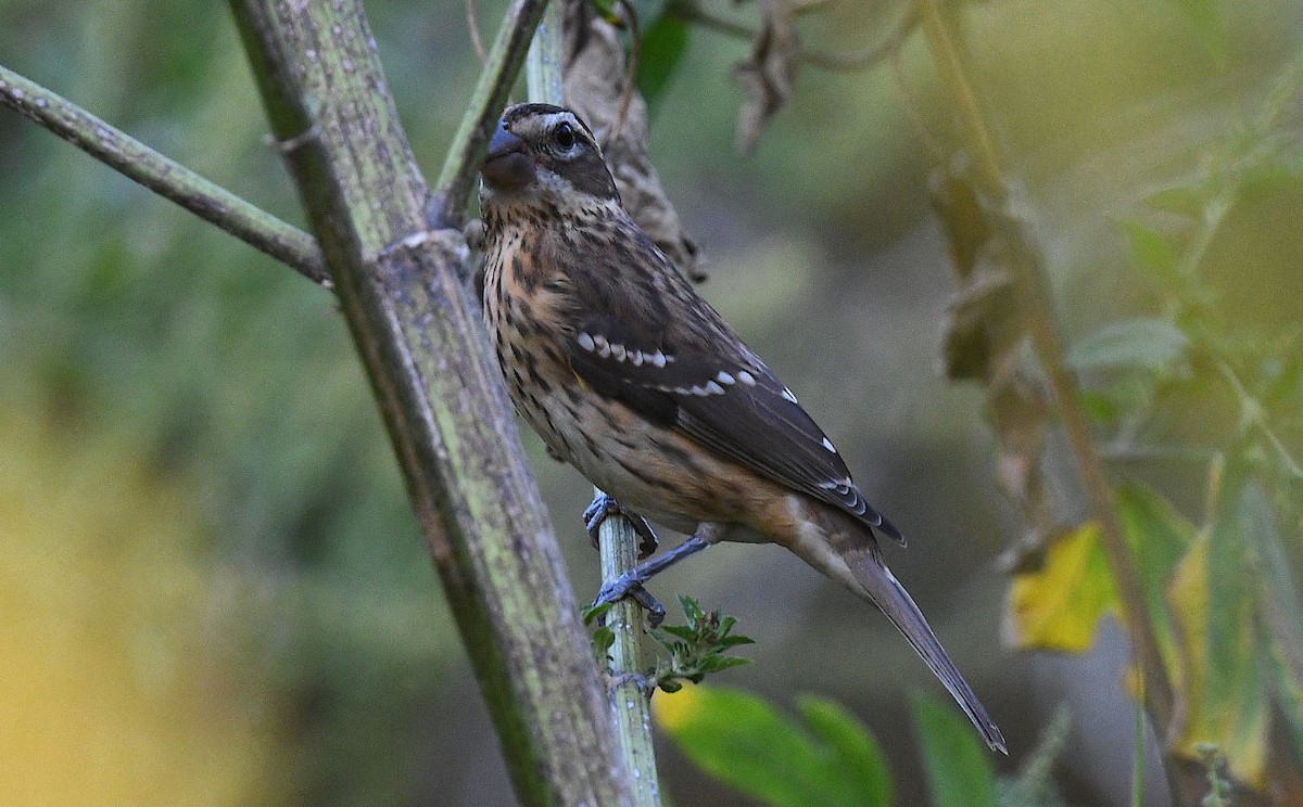 Rose-breasted Grosbeak - ML643218586