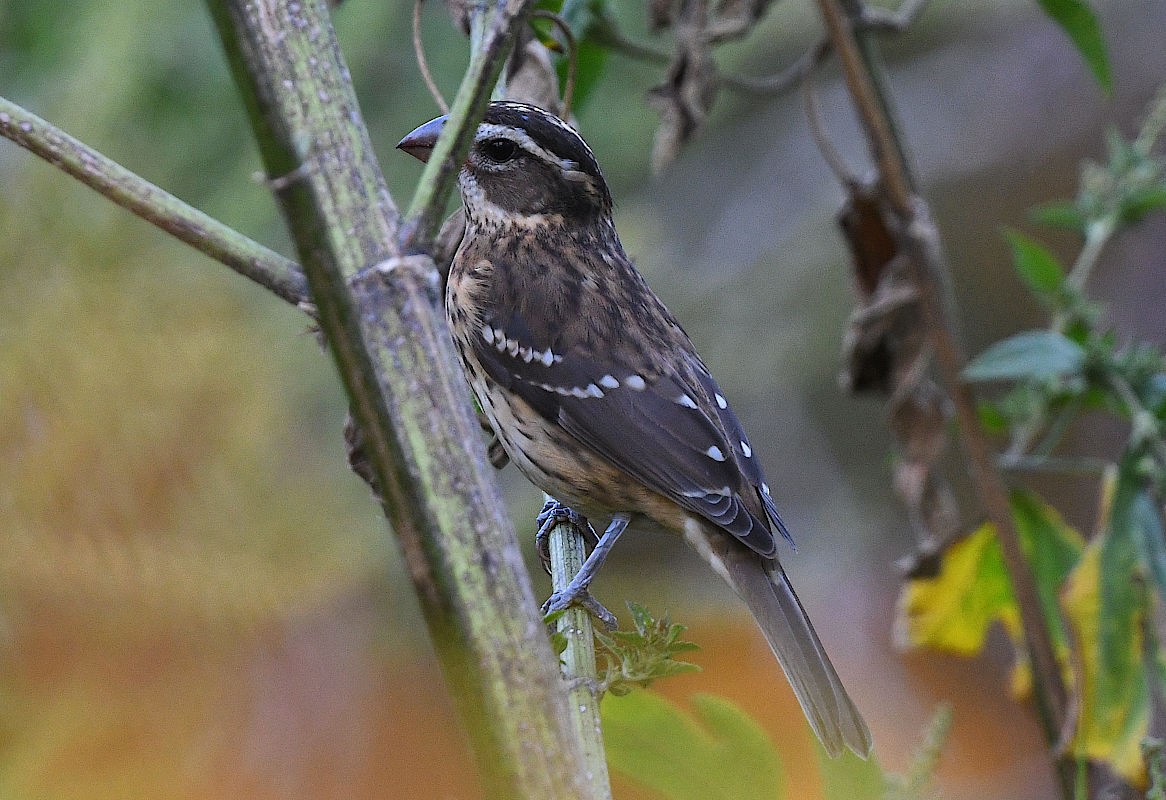 Rose-breasted Grosbeak - ML643218587