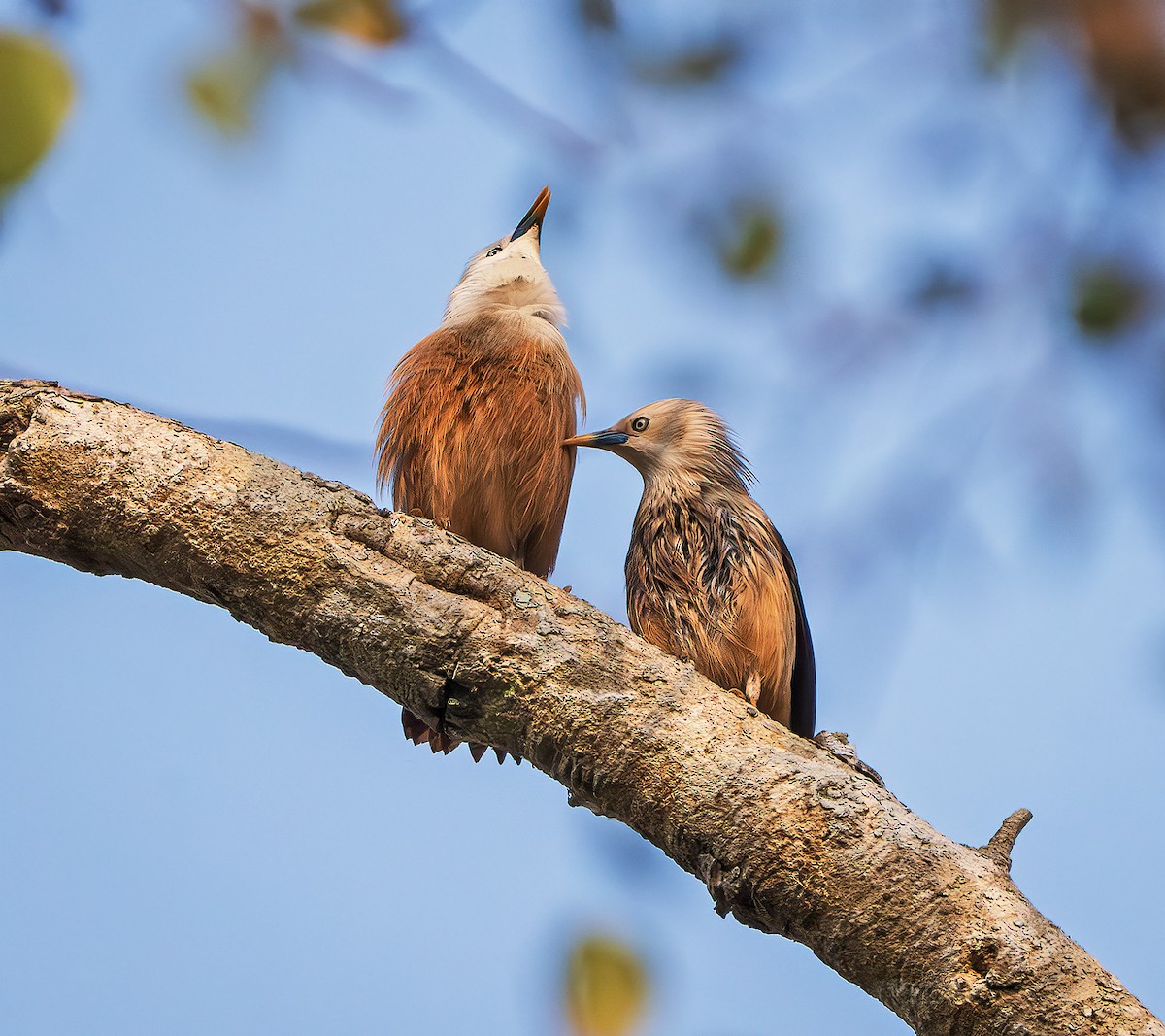 Malabar Starling - ML643218596