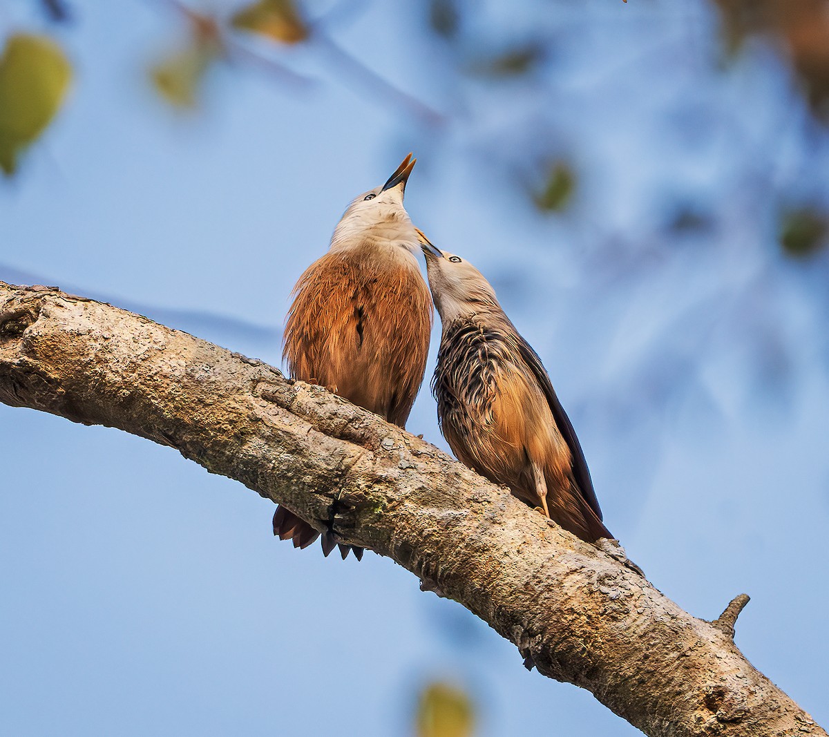 Malabar Starling - ML643218597