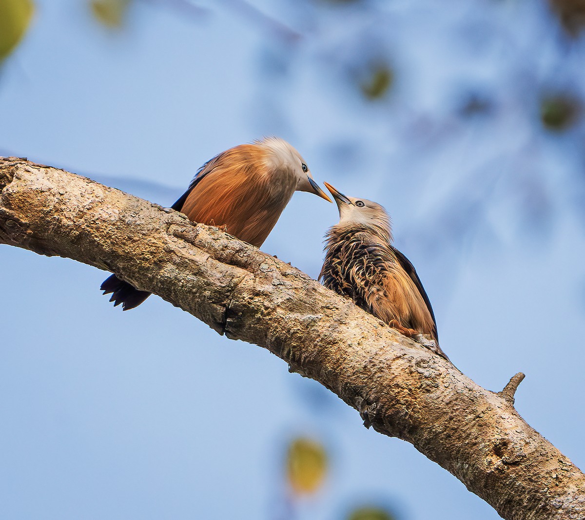 Malabar Starling - ML643218598
