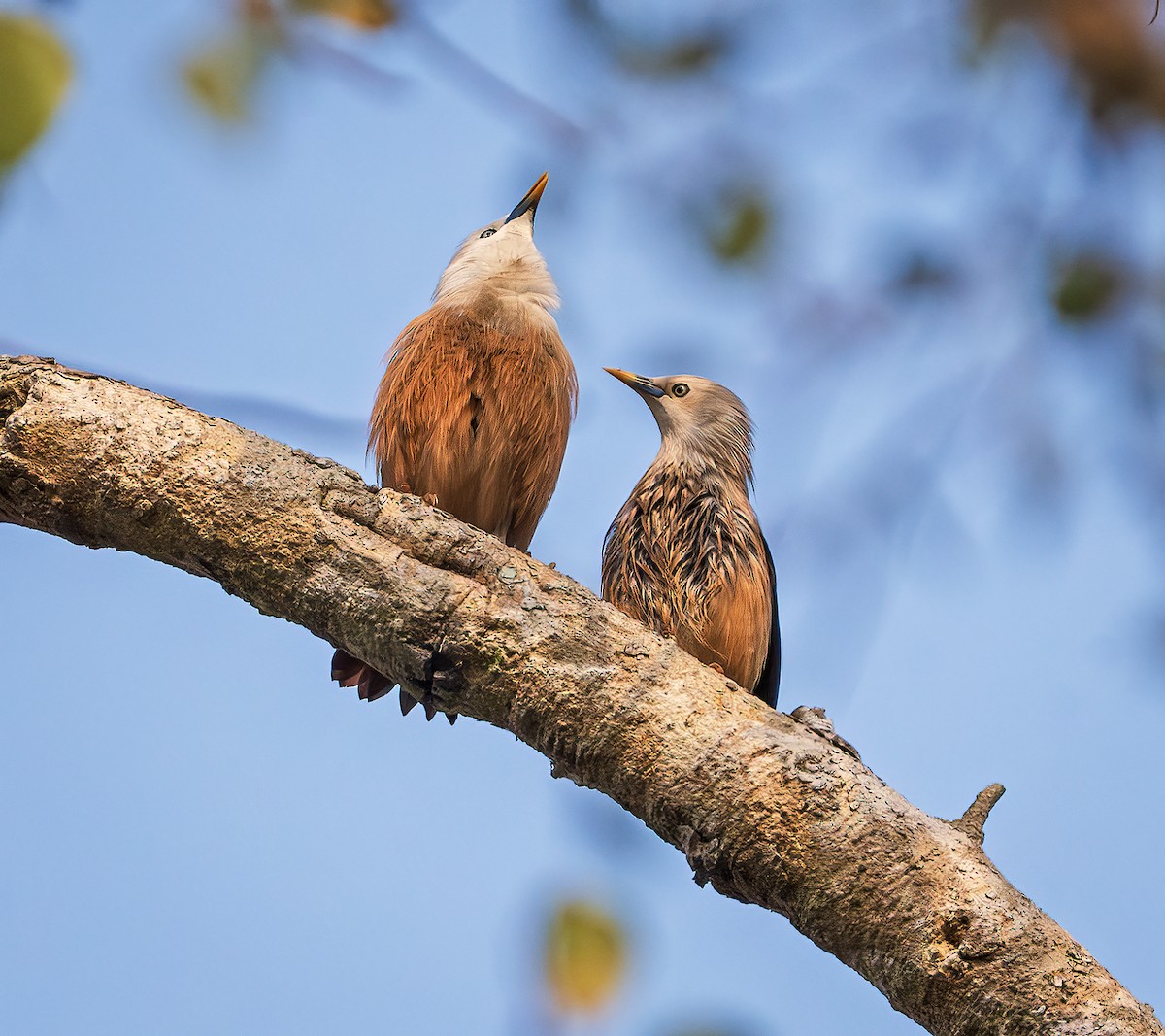 Malabar Starling - ML643218599