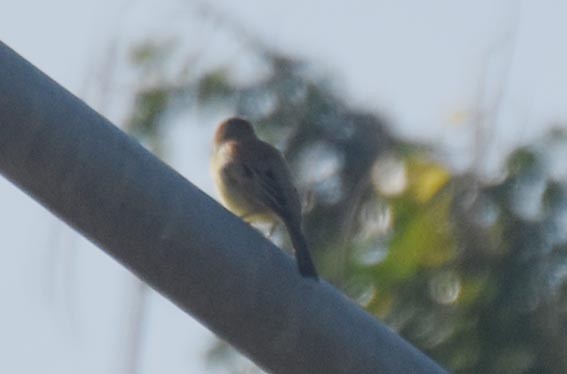 Plain-backed Sparrow - ML643218610