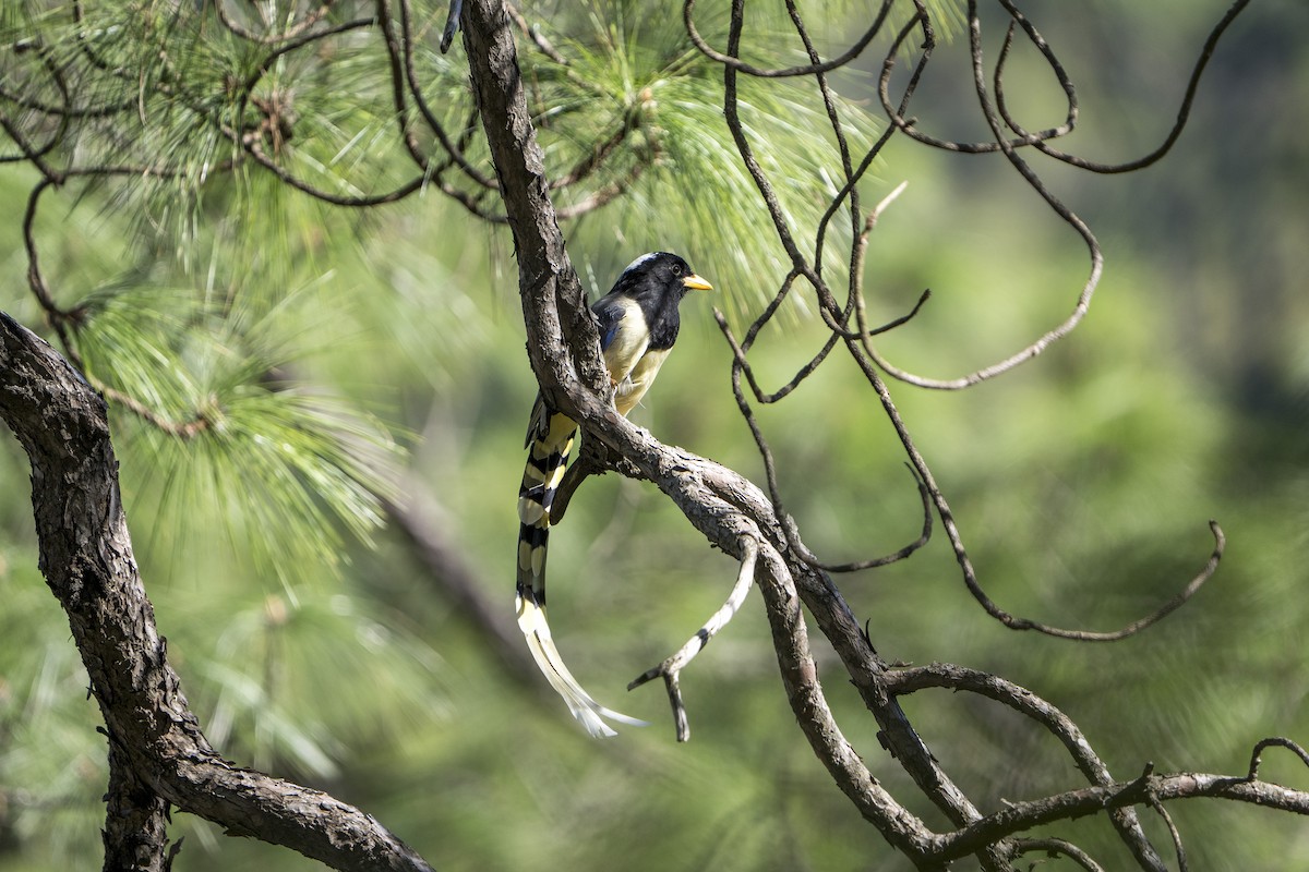 Yellow-billed Blue-Magpie - ML643218614